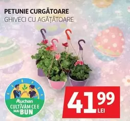 Auchan - PETUNIE CURGĂTOARE GHIVECI CU AGĂȚĂTOARE