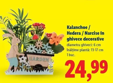 Kalanchoe / Hedera / Narcise