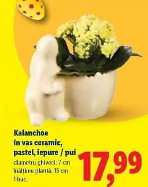 Kalanchoe în vas ceramic, pastel, iepure / pui