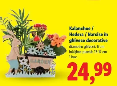 Kalanchoe / Hedera / Narcise