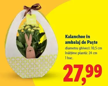 Kalanchoe în ambalaj de Paște