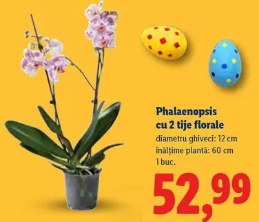 Phalaenopsis cu 2 tije florale