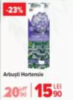 Arbuști Hortensie