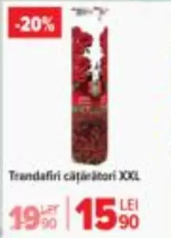 Trandafiri călători XXL