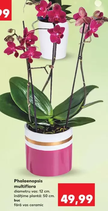 Phalaenopsis multiflora