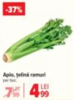 Apio, țelină ramuri