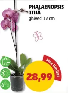 Phalaenopsis