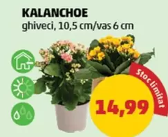 KALANCHOE