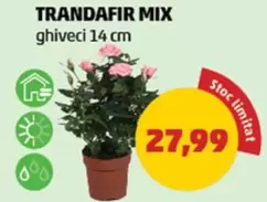 TRANDAFIR MIX