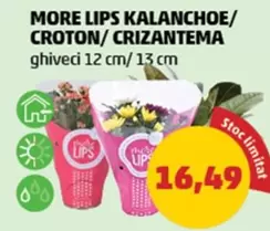 MORE LIPS KALANCHOE/ CROTON/ Crizantema