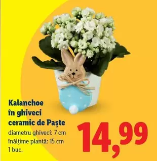 Kalanchoe în ghiveci ceramic de Paște