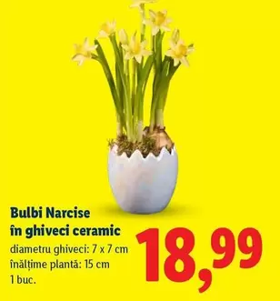 Bulbi Narcise
