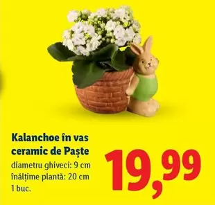 Kalanchoe în vas ceramic de Paște