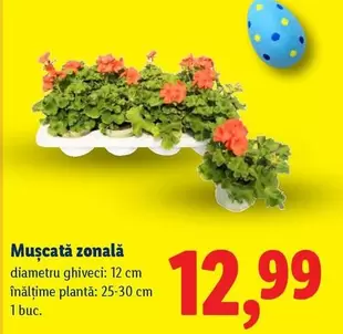 Mușcată zonală