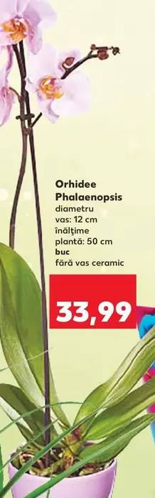 Orhidee Phalaenopsis