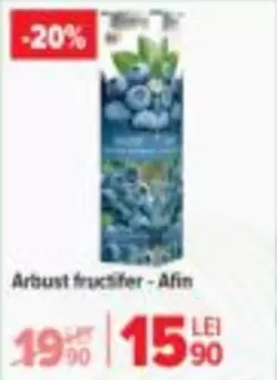 Arbust fructifer - Afin