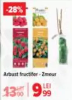 Arbust fructifer - Zmeur