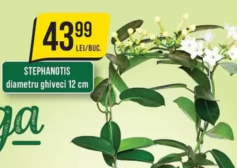 STEPHANOTIS