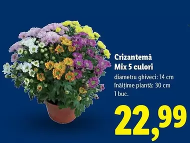 Crizantemă Mix 5 culori