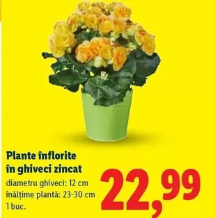 Plante în ghiveci zincat