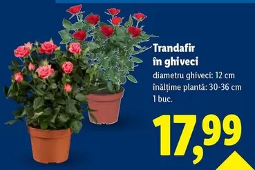 Trandafir în ghiveci