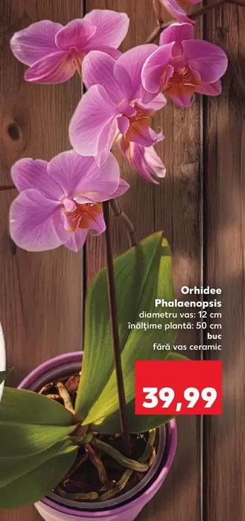 Orhidee Phalaenopsis