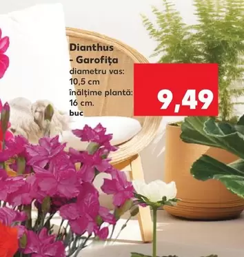 Dianthus - Garofița
