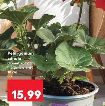 Pelargonium zonale