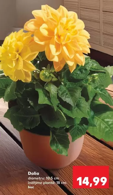 Dalia -