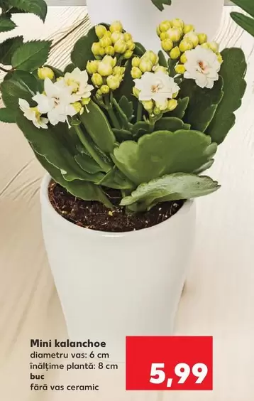 Mini kalanchoe