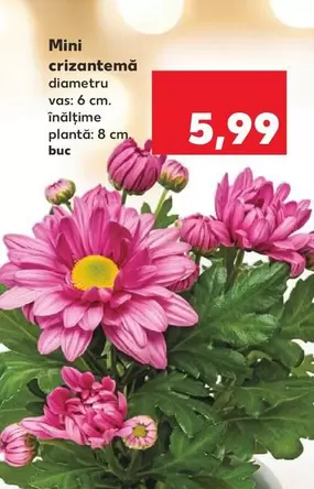 Mini crizantemă