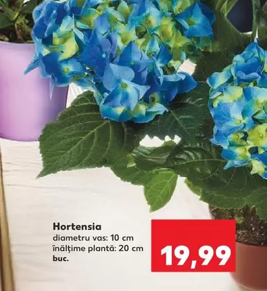 Hortensia -