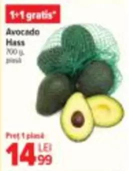Avocado Hass