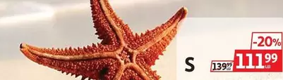 Starfish