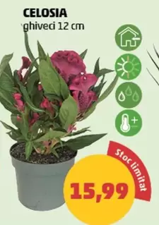 CELOSIA ghiveci 12 cm