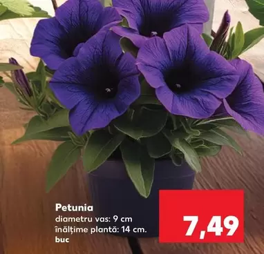 Petunia