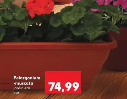 Pelargonium