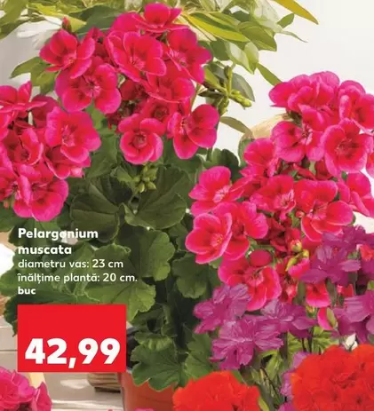 Pelargonium muscata