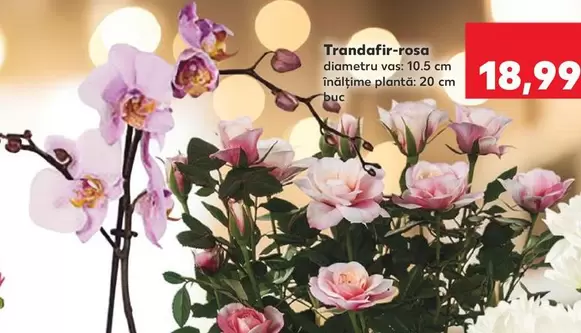 Trandafir-rosa