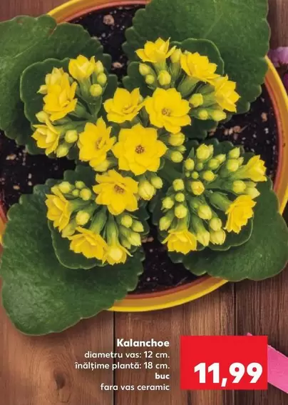 Kalanchoe