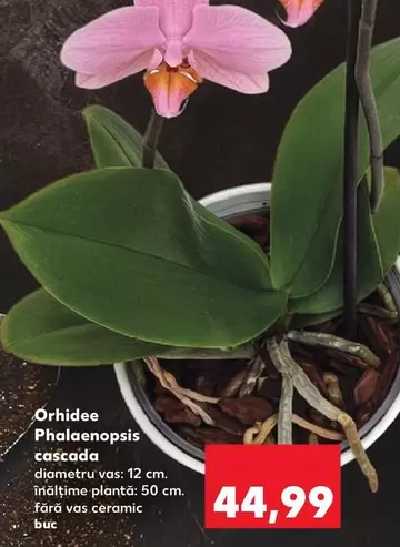 Orhidee Phalaenopsis cascada
