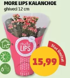 MORE LIPS KALANCHOE ghiveci