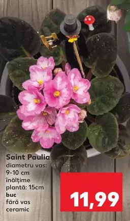 Saint Paulia
