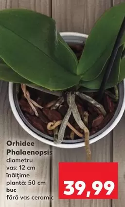Orhidee Phalaenopsis