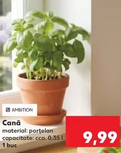 Cană