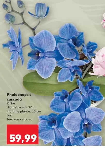 Phalaenopsis cascada