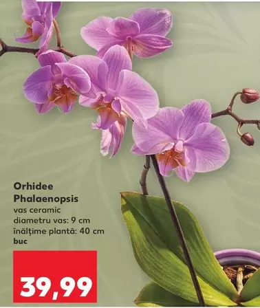 Orhidee Phalaenopsis