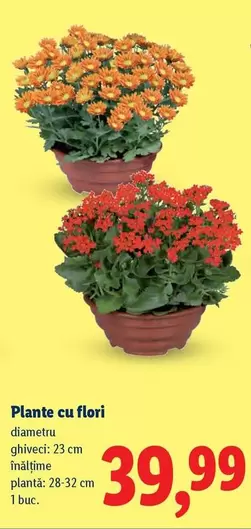 Plante cu flori