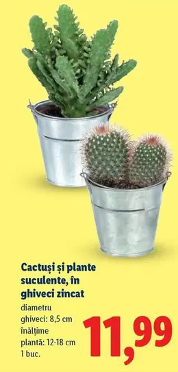 Cactuși și plante suculente, în ghiveci zincat