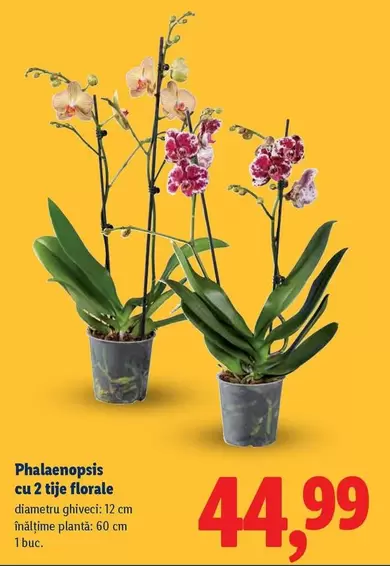 Phalaenopsis cu 2 tije florale